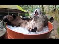 River Otters Crunch On Ice