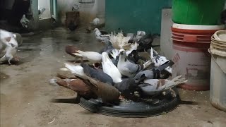 நமது தினசரி வழக்கம் || கர்ண புறா பல்டி வீடியோ || our daily routine || Kunji Pura