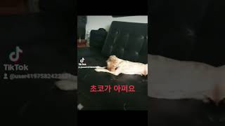 #개린이 #귀여운영상 #초코 #푸들가족