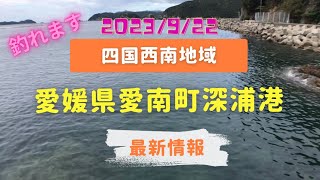 四国西南地域　エギング情報をお届けしています。(2023/9/22)今回は愛媛県愛南町です。