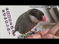 自由に動き回る目が不自由な文鳥　java sparrow