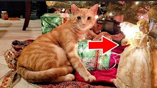 Watch what this cat does to this angel-SO CUTE😍#catvideos #catlife #catlover #cats