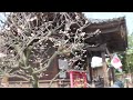 蒲原神社の梅