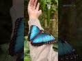 Stunning Blue Morpho Butterfly