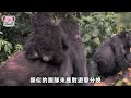 攝像機下震撼一幕！動物園猩猩終於分娩，儅飼養員看到它生下的東西后，卻立刻嚇得逃了出去..... 不可思議 驚人 場面