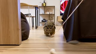 #357 猫になったフクロウ OWL AS A CAT 【ベンガルワシミミズク】