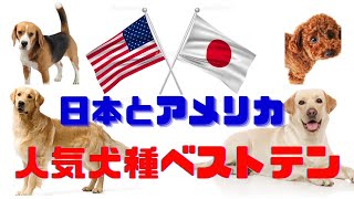 こんなに違う日本とアメリカ人気犬種ベスト10❗️The 10 best popular dog breeds that are so different from Japan and the USA!