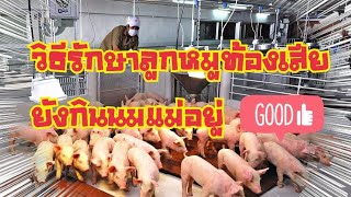 วิธีรักษา...ลูกหมูยังกินนมแม่อยู่ท้องเสีย#ธนสารฟาร์ม #คนเลี้ยงหมู #เรื่องหมูๆ #pig #ธนสารการเกษตร