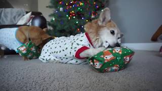 Corgis In Pajamas Opening Christmas Presents