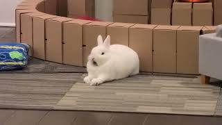 cute bunny yawning