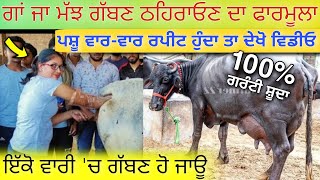 ਪਸ਼ੂ ਨੂੰ ਗੱਬਣ ਖਲਾਰਣ ਦਾ 100% ਪੱਕਾ ਫਾਰਮੂਲਾ • repeat breeding cow treatment • buffalo pregnancy problems