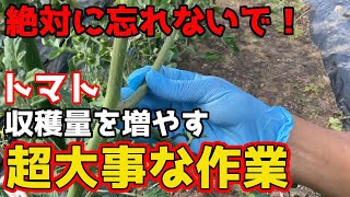 【トマト】これからが本番！収穫量を上げるために絶対継続してほしい作業について。【家庭菜園】