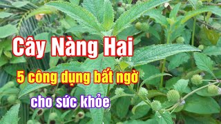 Cây Nàng Hai và 5 công dụng bất ngờ cho sức khoẻ| Hằng Lê HG85