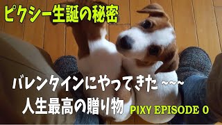 🐶ジャックラッセルテリア/ピクシーが我が家にやってきた！！！「エピソード0」