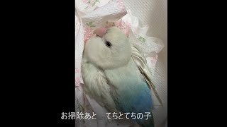 200906　お掃除あと　てちとてちの子　小桜インコ　我が家の天使たち5羽αα