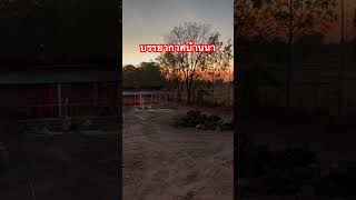 บรรยากาศยามเช้าที่บ้านนา #youtubeshorts #farmlife #เกษตรพอเพียง #nature #คนเลี้ยงวัว #วิถีชาวบ้าน