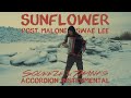 Post Malone - "Sunflower" | Accordion Cover