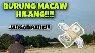 BURUNG MACAW FREE FLY BERNILAI RM10000 HILANG AUTO PANIC!!!