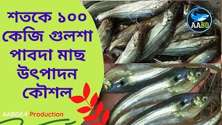 How We Can Produce 100kg Gulsha \u0026 Pabda  per Decimal Area শতকে ১০০ কেজি গুলশা পাবদা মাছ উৎপাদন কৌশল