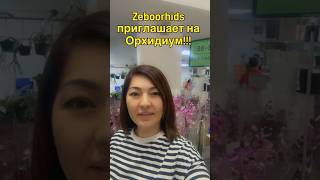 @zeboorhids @LisaNunikyan #орхидиум #зебо #орхидеи #orchideen