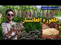 جلغوزه افغانستان، در گزارش ویژه وارث مجددی