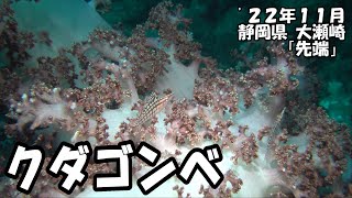 クダゴンベ（’２２年１１月　静岡県大瀬崎）｜ダイビング｜【よしおちゃんねる】