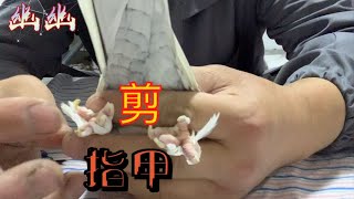 指甲太长了走路都受影响，给鸽子做一个美甲。