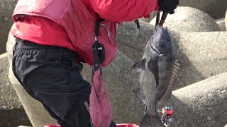 魚津漁港(Toyama)釣りFishing天国Japan