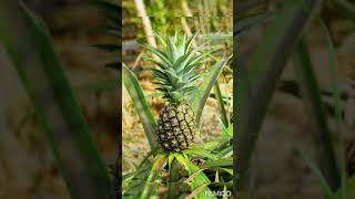 #pineapple #shorts #அன்னாசி #அன்னாசிப்பழம்