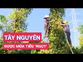 Nông dân Tây Nguyên được mùa tiêu 'ngọt'