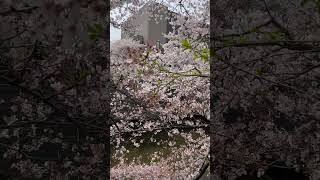 目黒川　桜（Meguro river, cherry blossoms)