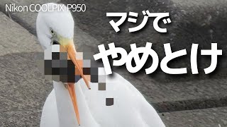 【まさかの光景に唖然】サギが絶対食べちゃいけないものを捕食してました...