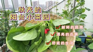 楼顶阳台变菜园，瓜果蔬菜全都有，一年四季不买菜