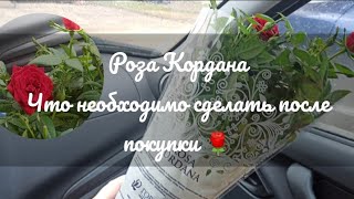 Роза Кордана🌹 Что необходимо сделать после покупки покупка/роза/кордана/пересадка/уход/обрезка#2023