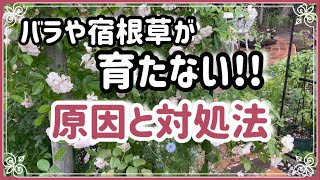 《バラや宿根草が育たない！？》それって連作障害かも！？忌地とは？対処法／土壌改良