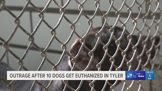 Animal advocates call for answers after 10 dogs are euthanized by Smith County Animal Shelter