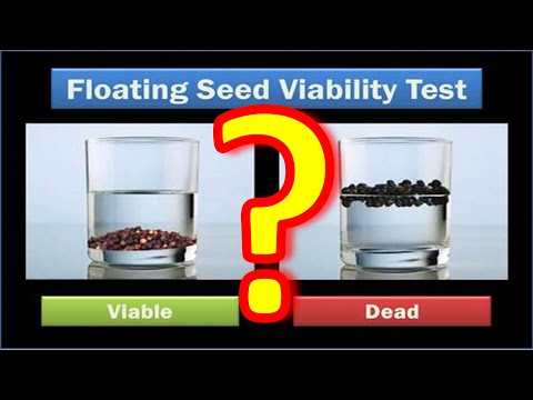 Do healthy seeds sink or float?