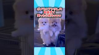 犬さんの動画見て笑ったら寝ろwwwwww