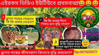 Dragon Cultivation (guide:root preparation \u0026 winter care) এই শীতে ড্রাগন গাছের শিকড়ের পরিচর্যা#farm