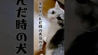 【名前を呼んだ時の犬猫の違い】#ねこ #いぬ#猫のいる暮らし #犬のいる生活#shorts