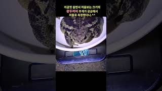 두꺼비 4마리의 몸무게를 공개합니다.ㄷㄷ