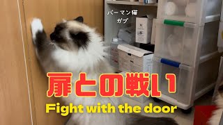 バーマン猫ガブとラフとミカ【扉との戦い】Fight with the door（バーマン猫）Birman/Cat