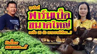 บุกถึงที่ ฟาร์มเป็ดขนาดใหญ่ ขอซื้อ 20 ตัว เขาจะขายให้ไหม..?