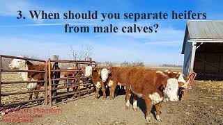 Cow Tip Tuesday Heifer Selection 1