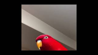 El pájaro rojo