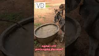 கழுதை பால் தாய்ப்பாலுக்கு நிகரா!! | Village Dictionary  #agriculture #donkeyvillage #farming #donkey