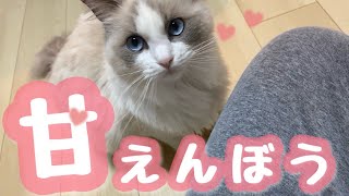 珍しく、子猫のラグドールがすごく甘える映像がこちら