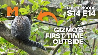 Gizmo Goes Outside For The First Time! | Season 14 Episode 14 | Full Episode | Monkey Life