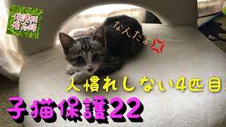 2021年7月【子猫保護22】まだまだ警戒中の4匹目のキジ白くん【兄弟とは仲良くなりました】