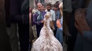 Emotional video 😢Qurbani goat crying viral video #trendingshorts #shorts #bakraeid #kashmir